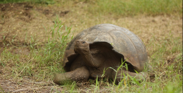 Galapagos Turtle with human feets