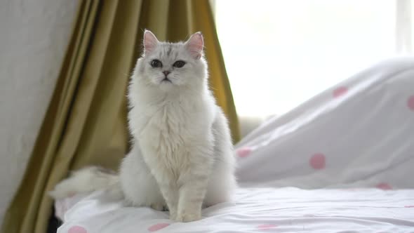 Close Up Persian Cat Sittng On A Bed