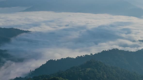 Mist And Forest