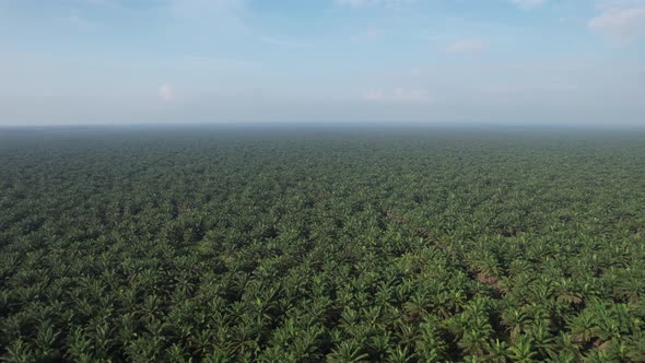 Aerial View of The Palm Oil Estates