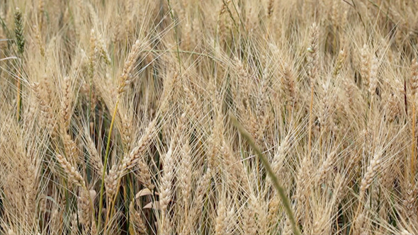 Wheat Field