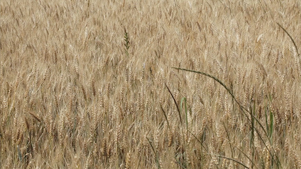 Lanscape Of Wheat Field In Summer Wind