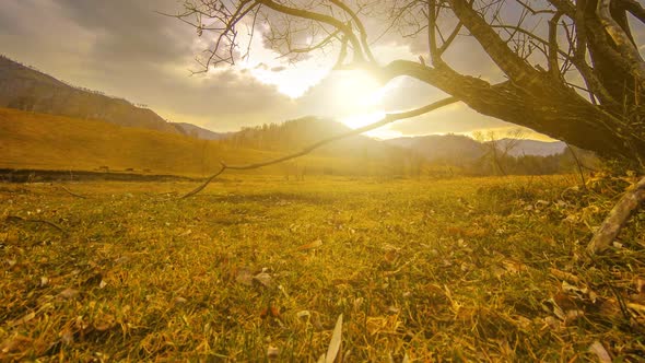 Time Lapse of Death Tree and Dry Yellow Grass at Mountian Landscape with Clouds and Sun Rays