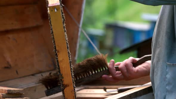 Beekeeper Holds Honey Cell with Bees