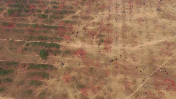 Aerial view of people in a countryside field, Dhaka, Bangladesh.