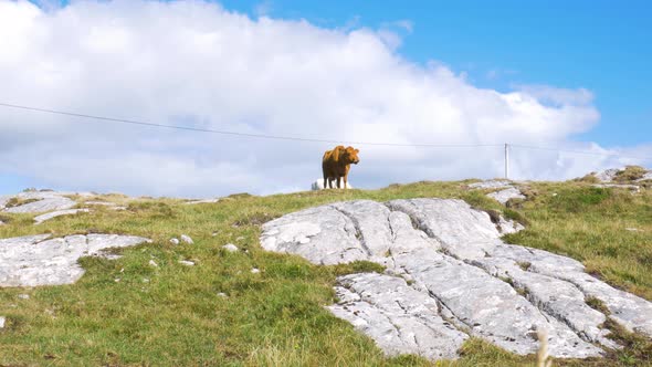 Lost cattle cow wandering at Connemara county Galway, Ireland