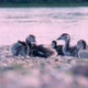 Group of Baby Egyptian Goose on the Waterside - VideoHive Item for Sale