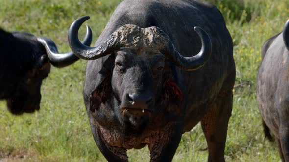 African Cape Buffalo, Close Up Slow Motion. Black Wild Animal in Savannah of National Park Preserve