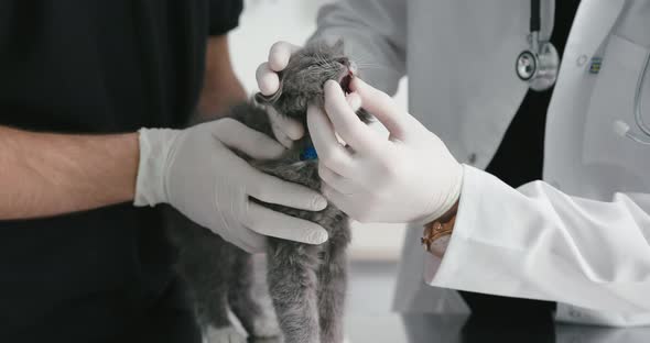 Young Man Veterinarian Examine Kitten Teeth and Ears on Table in Medical Gloves and Mask