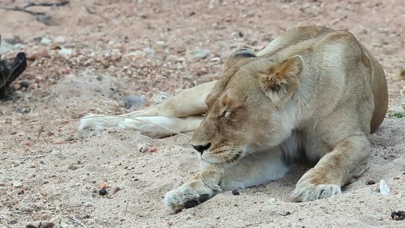 Drowsy Lioness Falling Asleep on a Dry River Bed