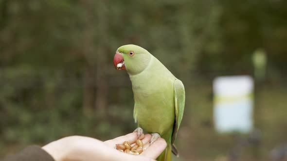 Green Parrot in London Flying in the Park and Sitting on a Hand