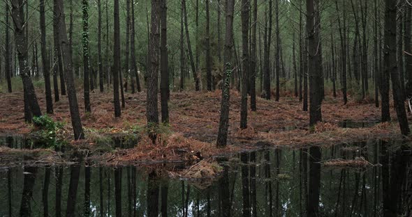 Coniferous trees in the Landes forest. Nouvelle Aquitaine, France.