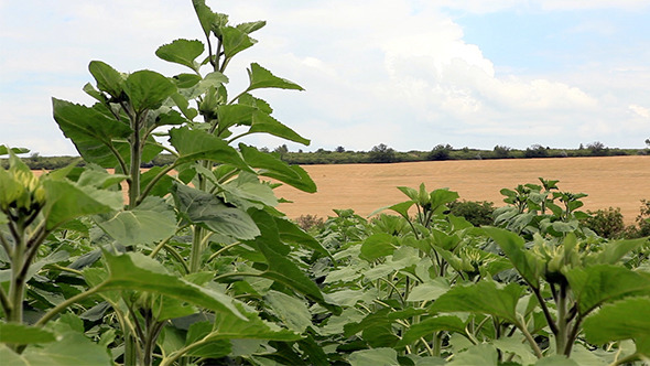 Sunflower Plant Nature Footage