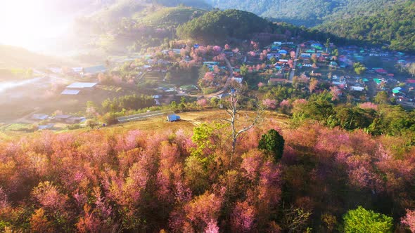 Aerial view above the Wild Himalayan Cherry (Prunus cerasoides) tree