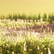 Field with Flowers During Summer Sundown - VideoHive Item for Sale