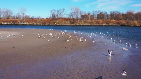 a low altitude drone dolly in towards & descend on a flock of seagulls on a quiet beach in the morni