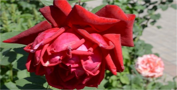 Roses 8