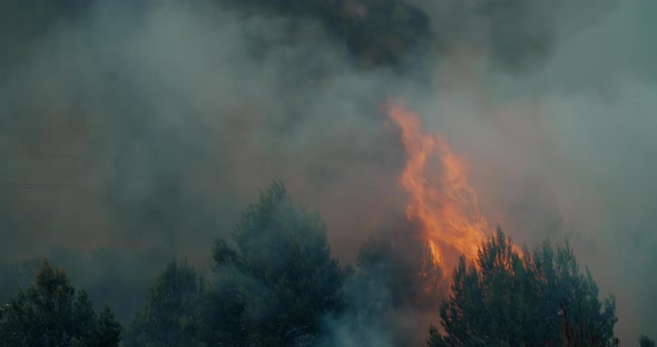 Closeup Wildfire in Forest Burning Pine Tree in Flame