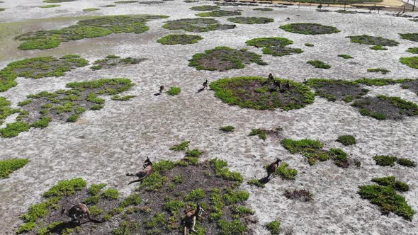 Aerial View of Kangaroos