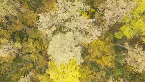 Trees in the Forest on an Autumn Day