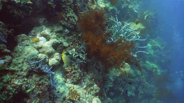 Coral Reef and Tropical Fish. Bali,Indonesia.