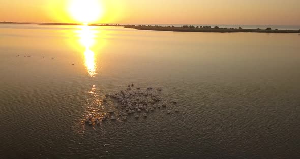 Breeding Grounds of Pelicans in Tuzly Estuary National Nature Park Near By Black Sea Coast, Ukraine