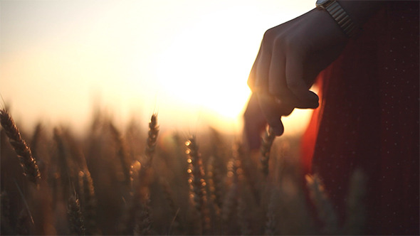 Hands on Ceral Field 9 alt