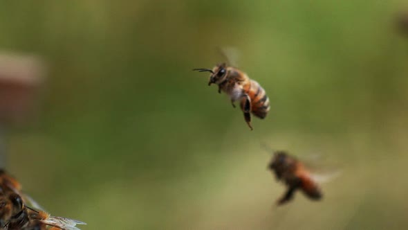 |European Honey Bee, apis mellifera, Bee in Flight, Slow motion