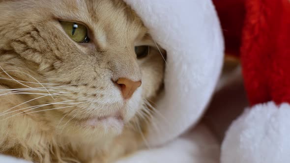 Happy Christmas cat in a Santa Claus hat and the bright lights of the garland.