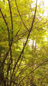 Vertical Video Trees in the Autumn Forest in the Afternoon