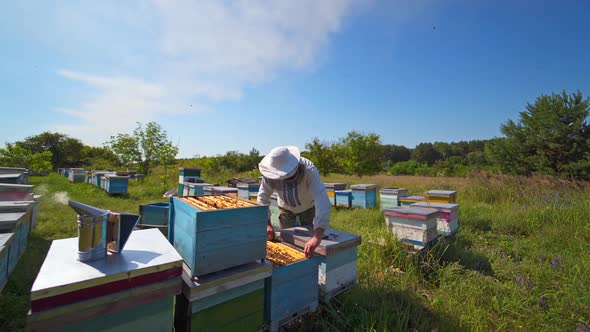 Apiary on field. Professional apiarist examining beehive harvest honeycombs on hot sunny day. 