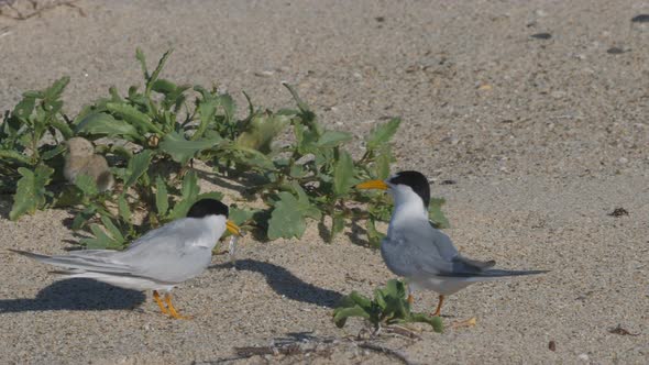 high frame rate clip of a little tern chick eating a small fish