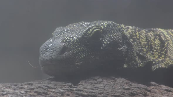 Varanus Salvadorii Lizard in a Wetland