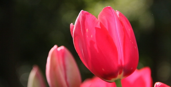 Tulips 2