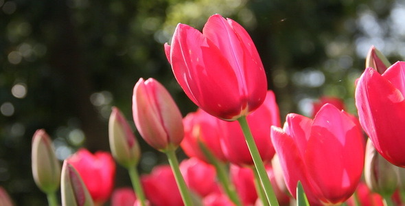 Tulips 1