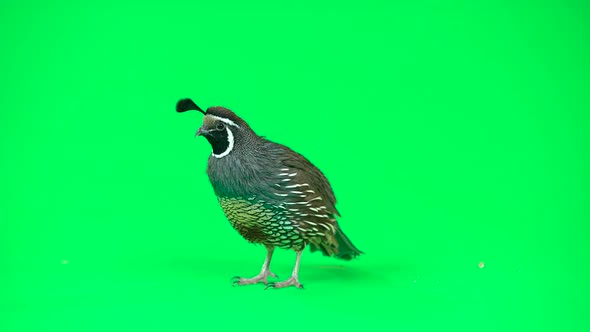 California Quail on a Green Screen