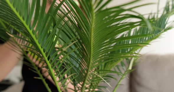 Close up of woman taking care of Cycas home plant by spraying water.