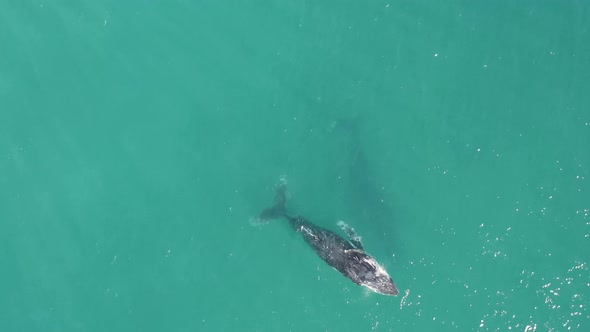 Aerial view of humpback whales.