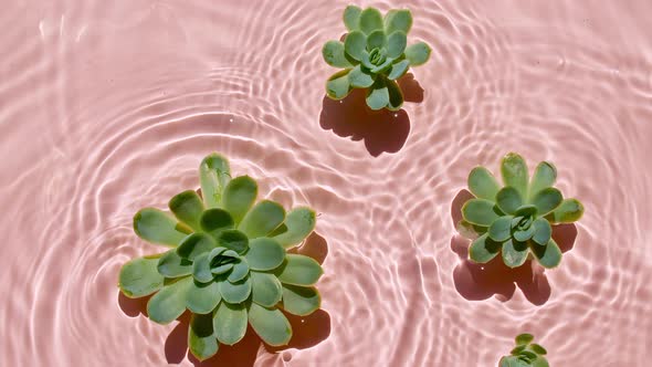 Green Succulent Flowers on Water Surface and of Waves on Pink Background