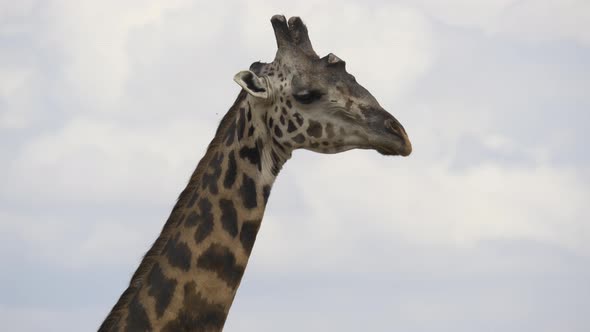 Close up view of a Masai giraffe