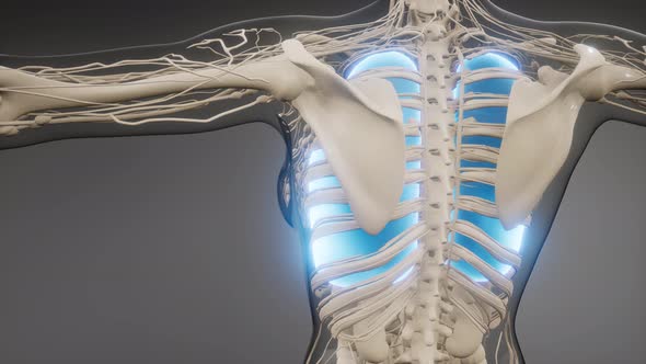 Human Lungs Radiology Exam alt