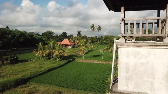 Houses and Rice Fields and Palms