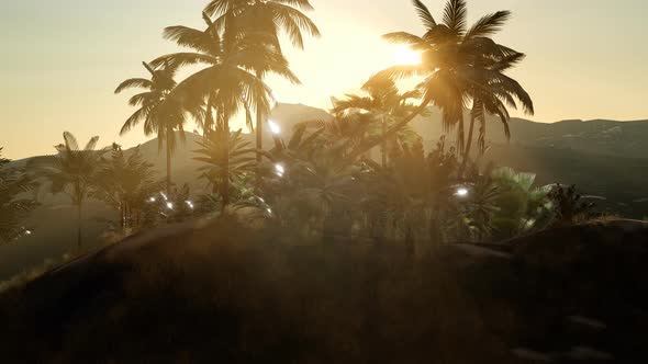 View of the Palm Trees in Fog alt