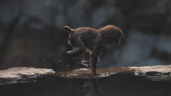 Adorable little snow monkey jumping in water