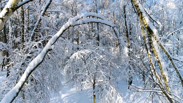 Snowy Branches in Forest. Winter Fairy Background