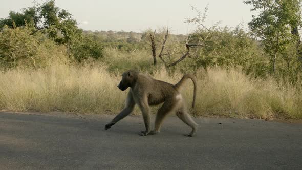 Baboon Monkey Walking on Asphalt Road in Kruger National Park, South Africa, Full Frame Slow Motion