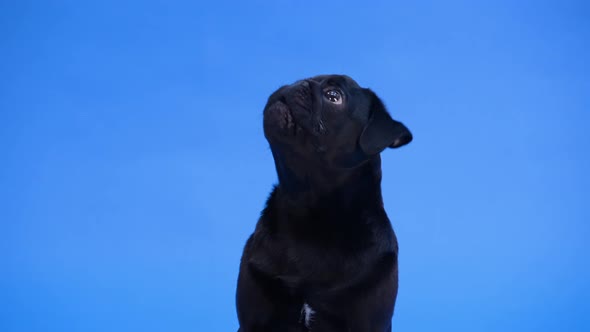 Front View of an Adorable Pug Breed Dog Sitting Looking Up and Barking