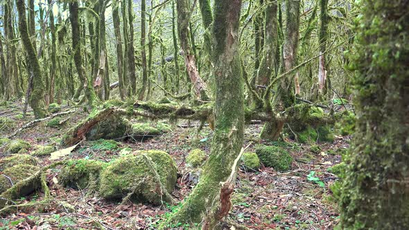 Leafless Tree Branches in a Enicmatic Forest Completely Covered With Moss