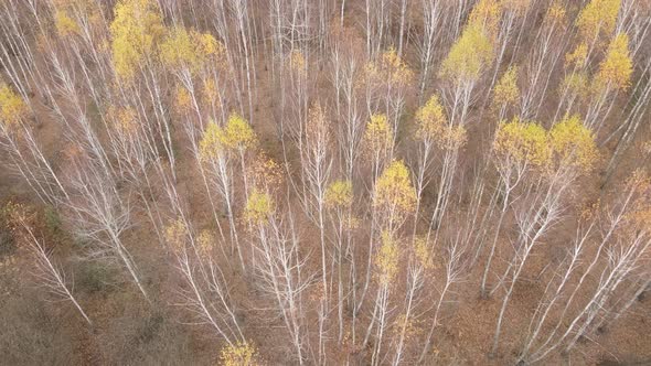 Trees in the Autumn Forest in the Afternoon