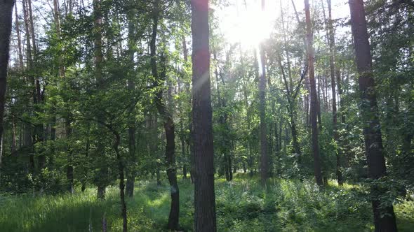 Trees in the Forest By Summer Day